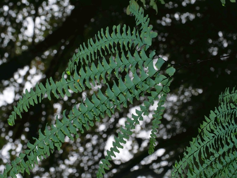 Adiantum myriosorum photo 2