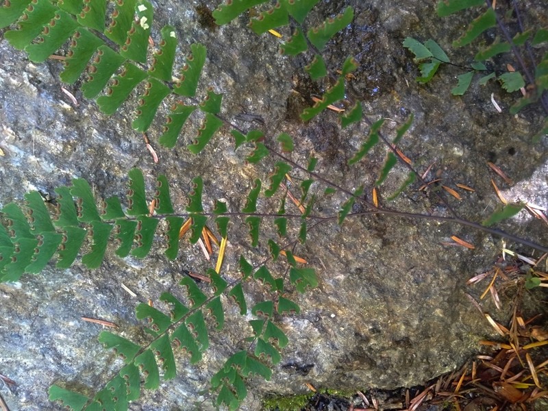 Adiantum myriosorum photo 3
