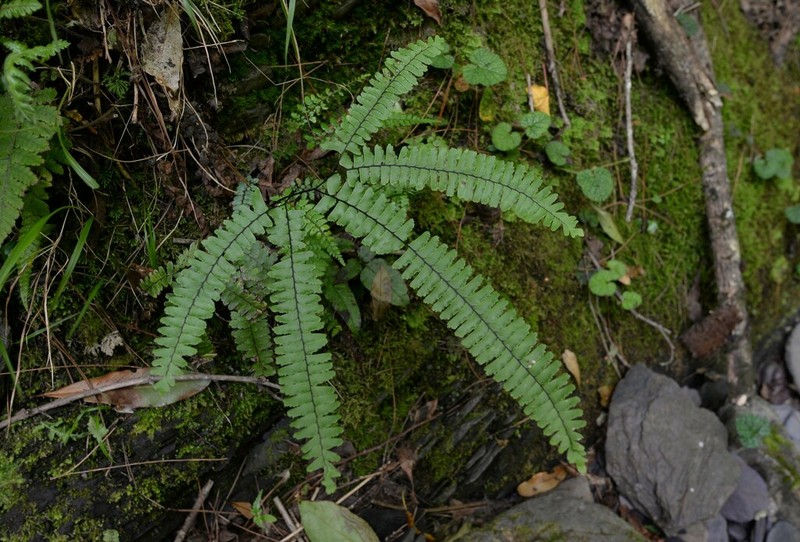 Adiantum myriosorum photo 4