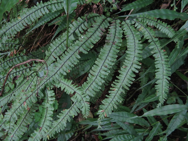Adiantum myriosorum photo 5