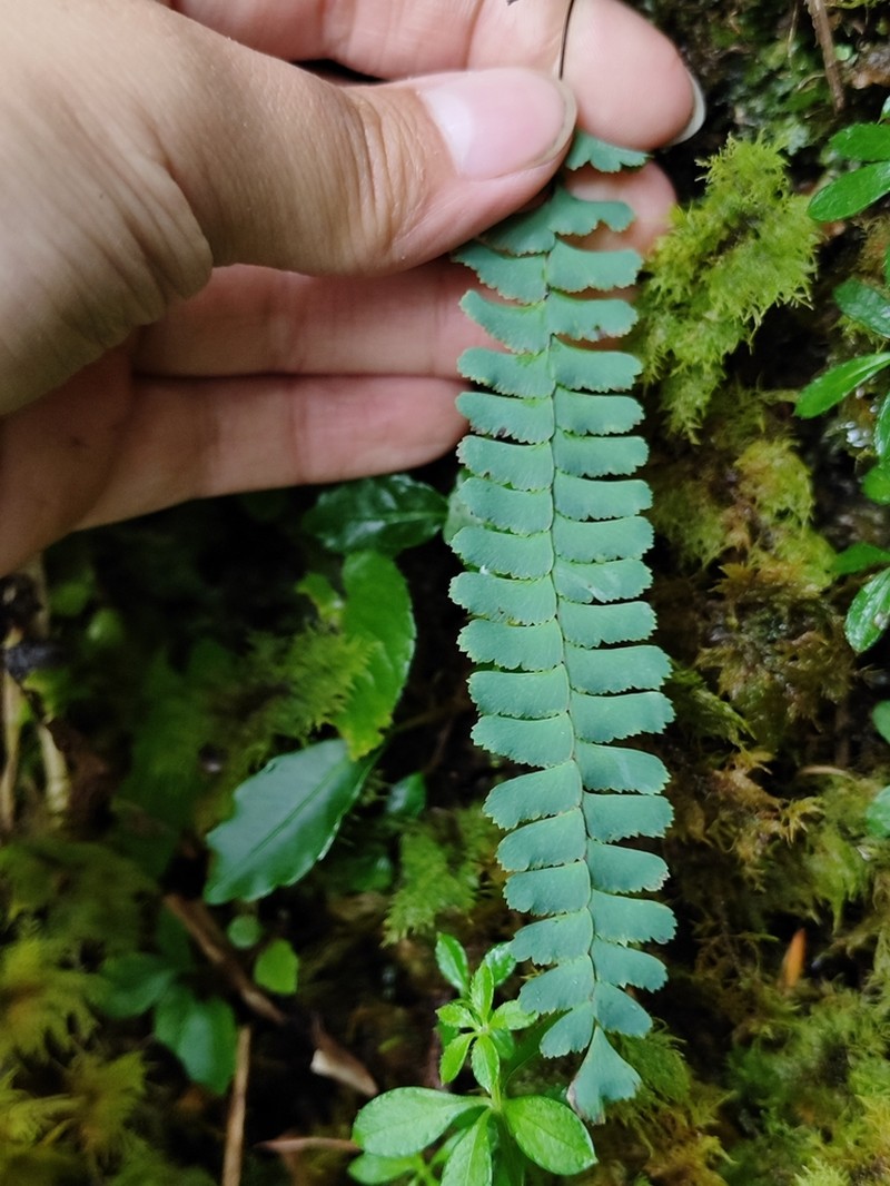 Adiantum myriosorum photo 6