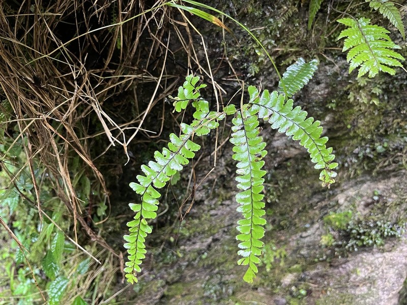 Adiantum myriosorum photo 7