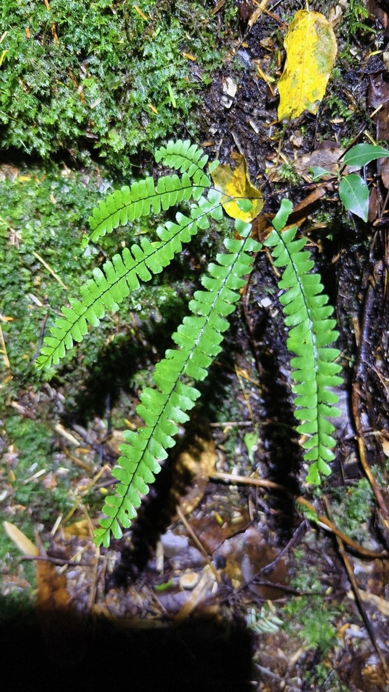 Adiantum myriosorum photo 8