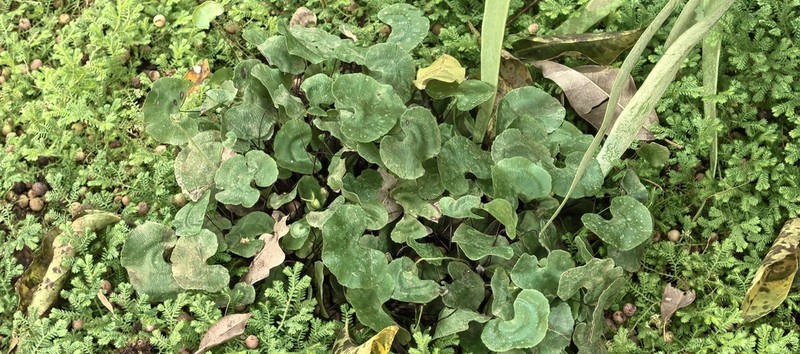 Adiantum nelumboides photo 2