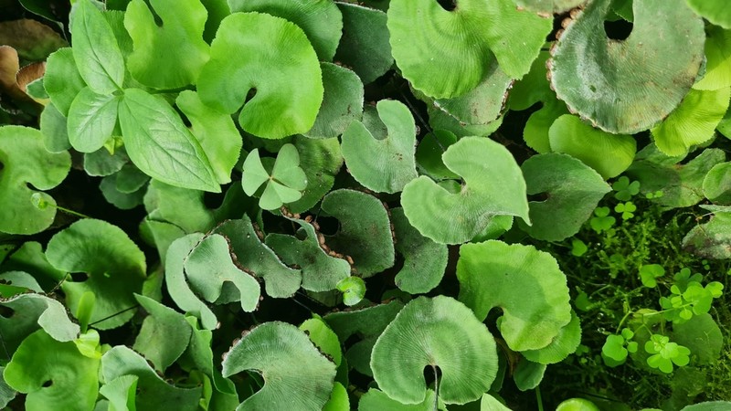 Adiantum nelumboides