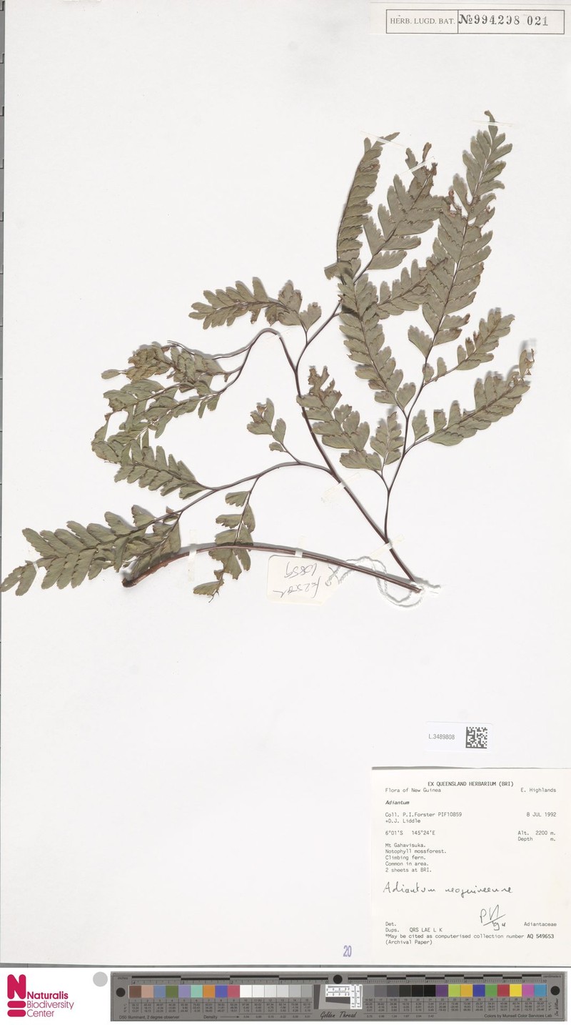 Adiantum neoguineense