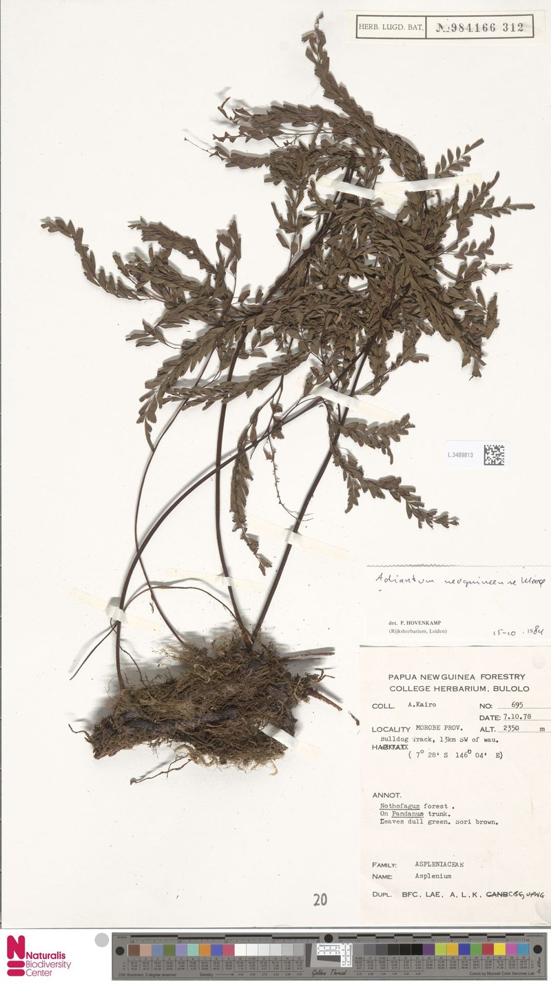 Adiantum neoguineense photo 2