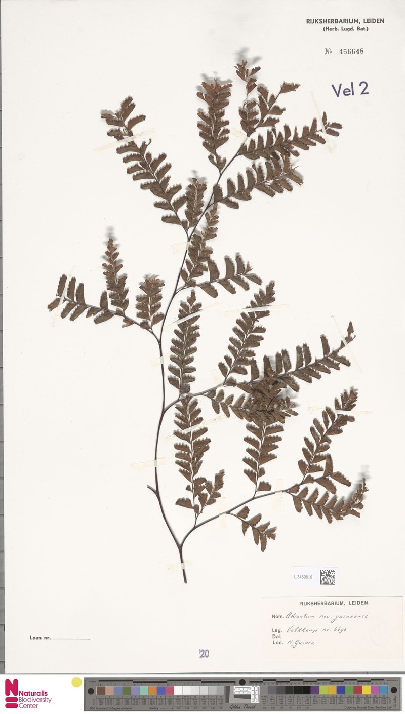 Adiantum neoguineense photo 3