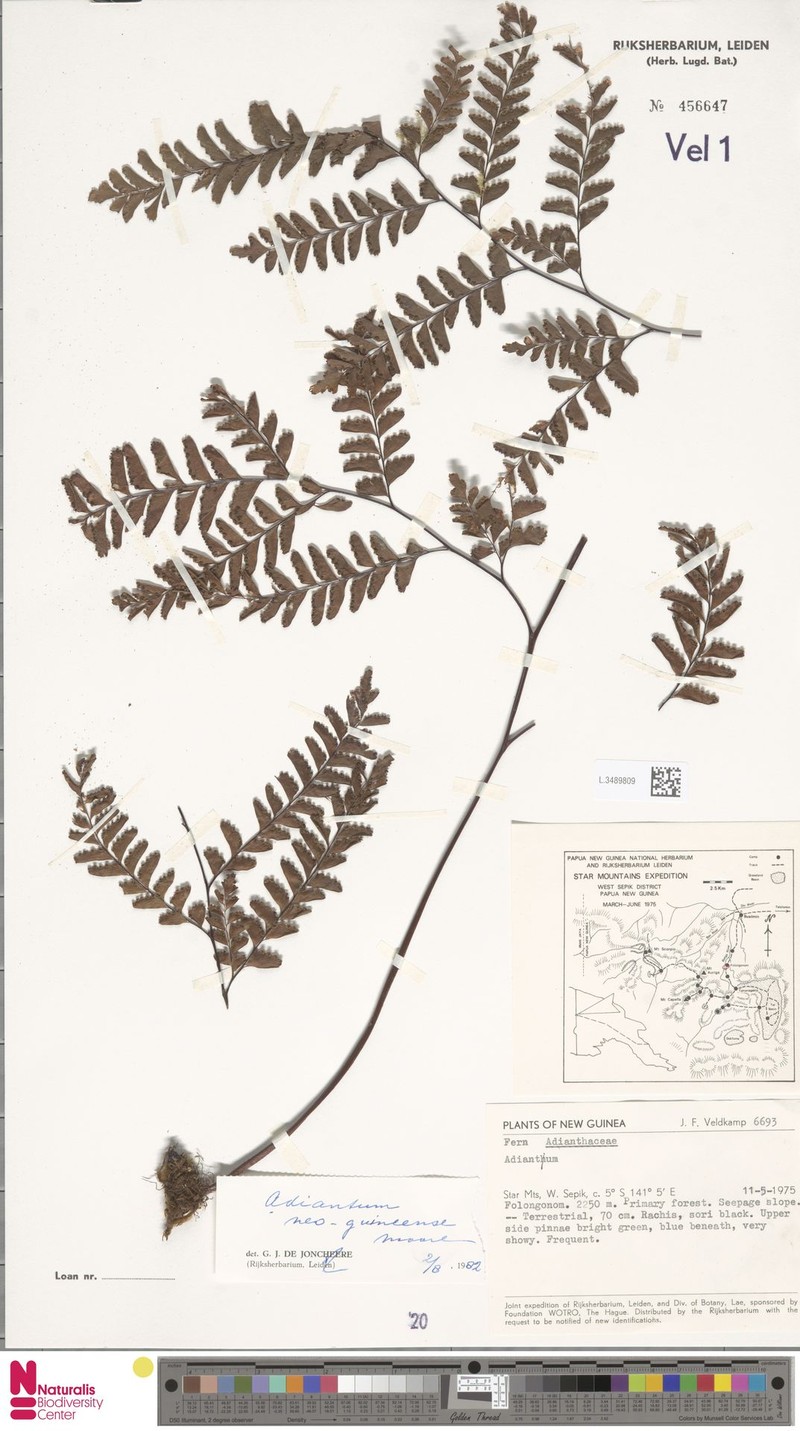 Adiantum neoguineense photo 4