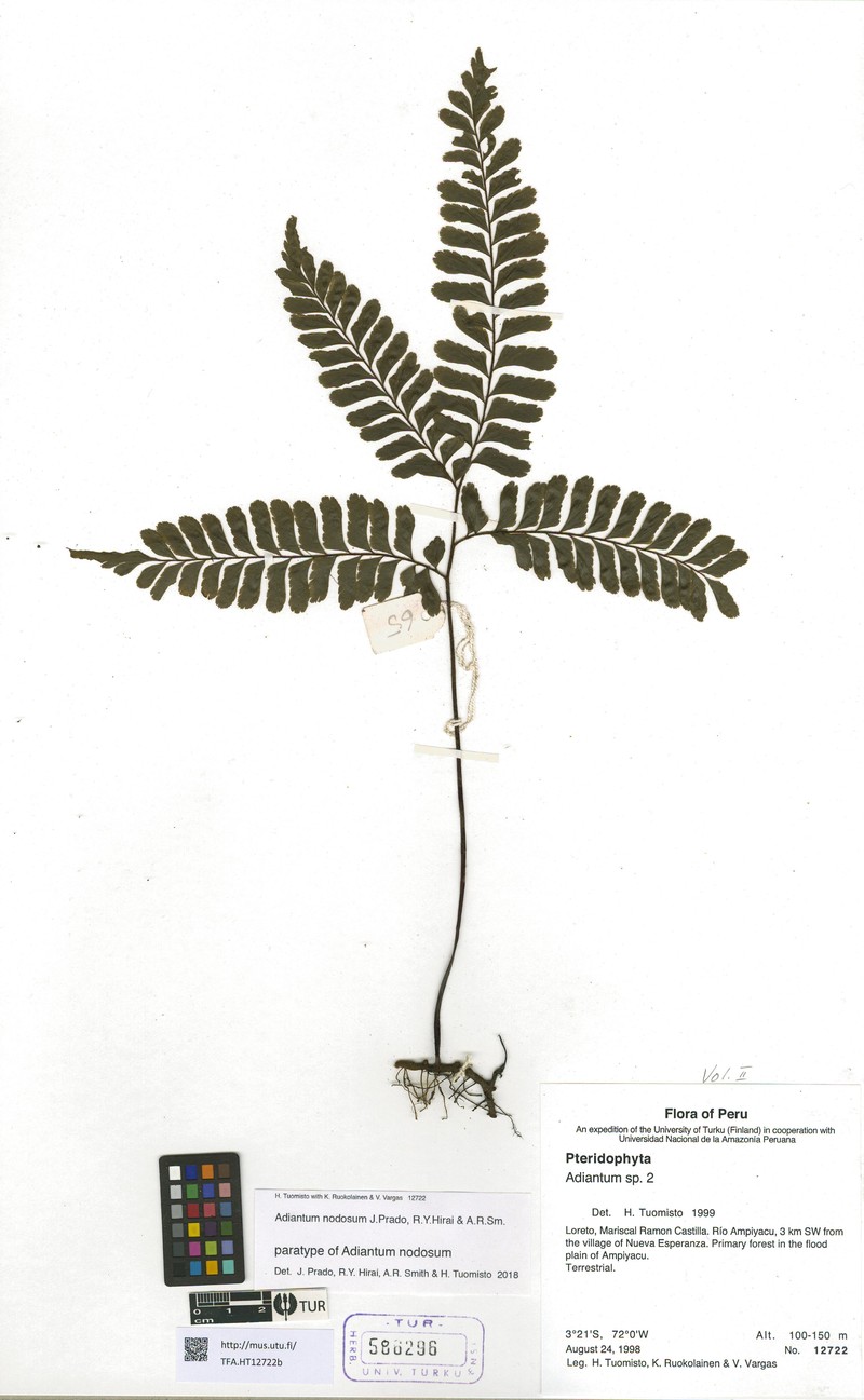 Adiantum nodosum