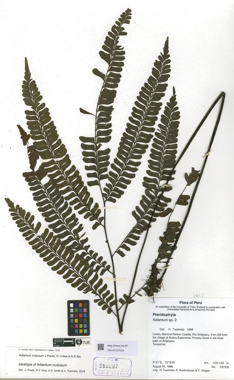 Adiantum nodosum photo 2