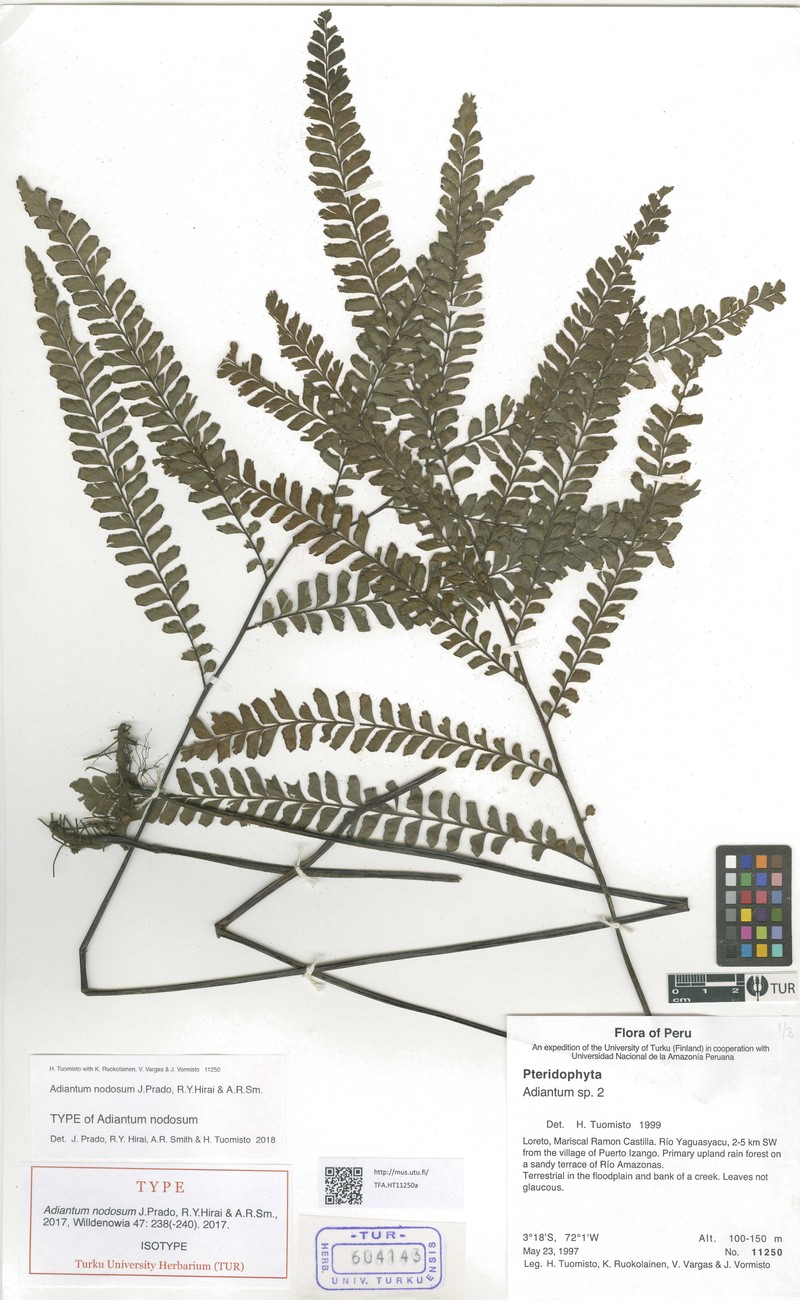 Adiantum nodosum photo 3