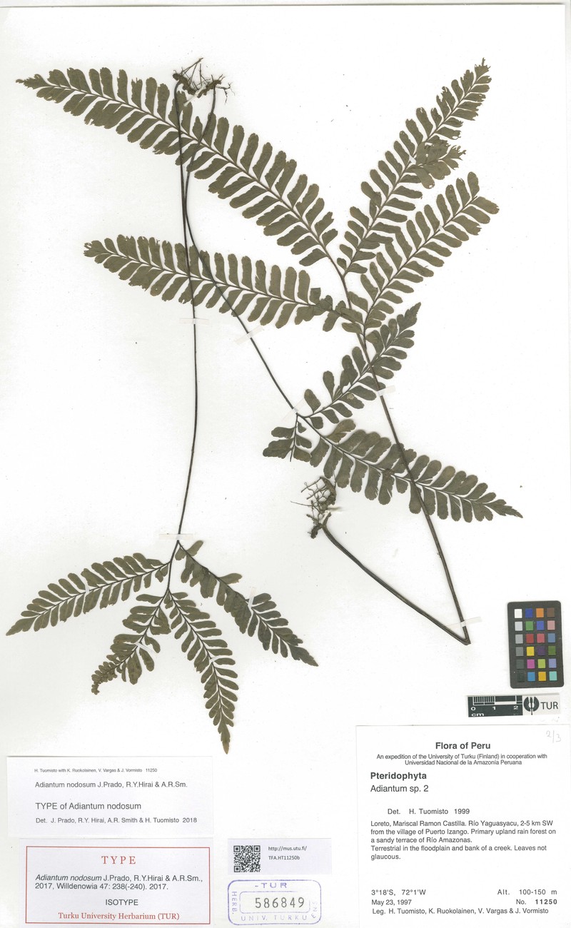 Adiantum nodosum photo 4