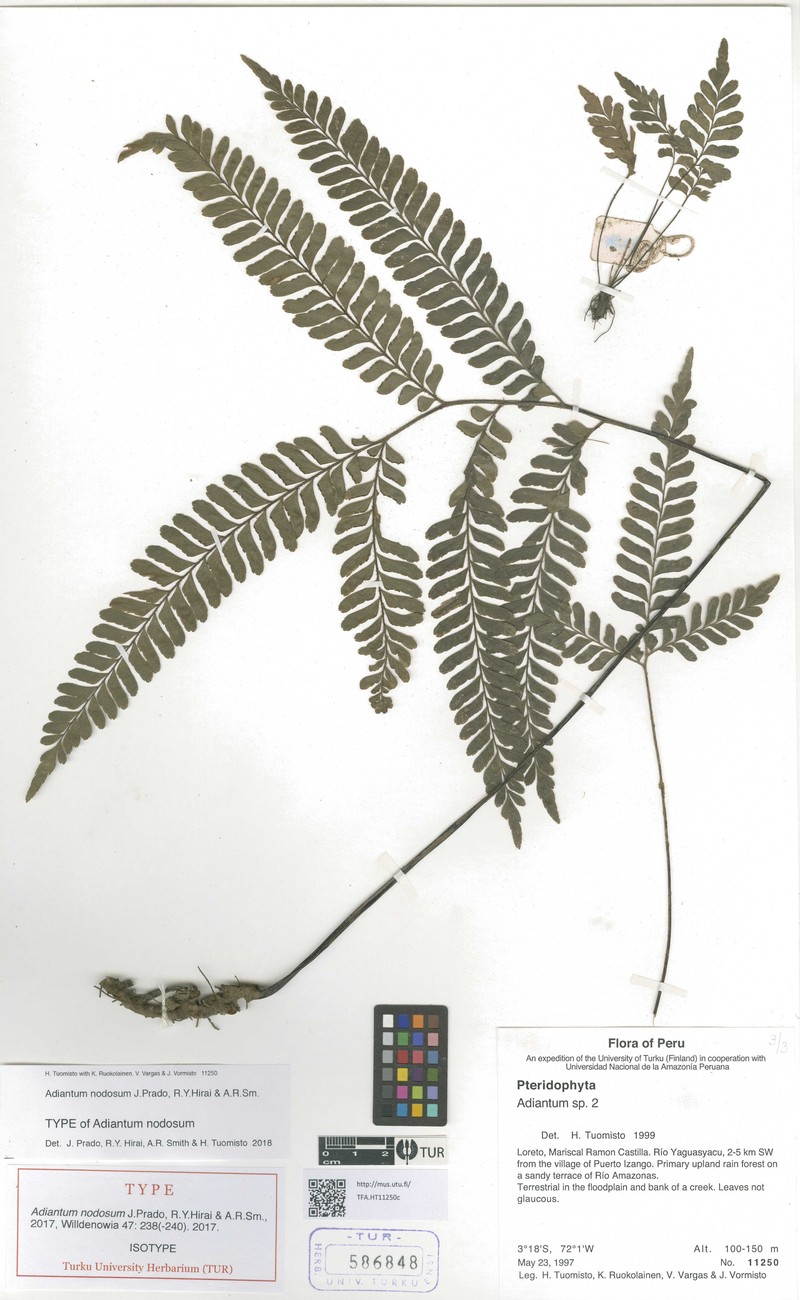 Adiantum nodosum photo 5