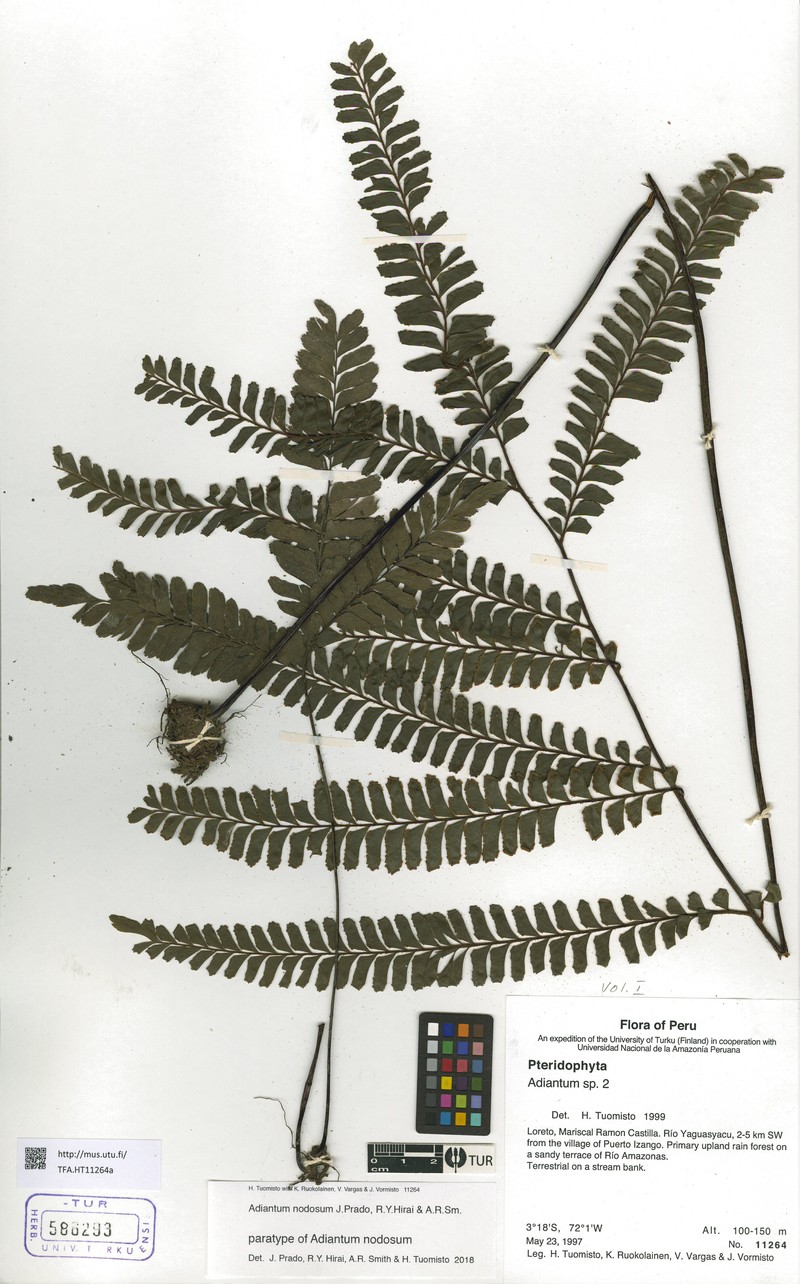 Adiantum nodosum photo 6