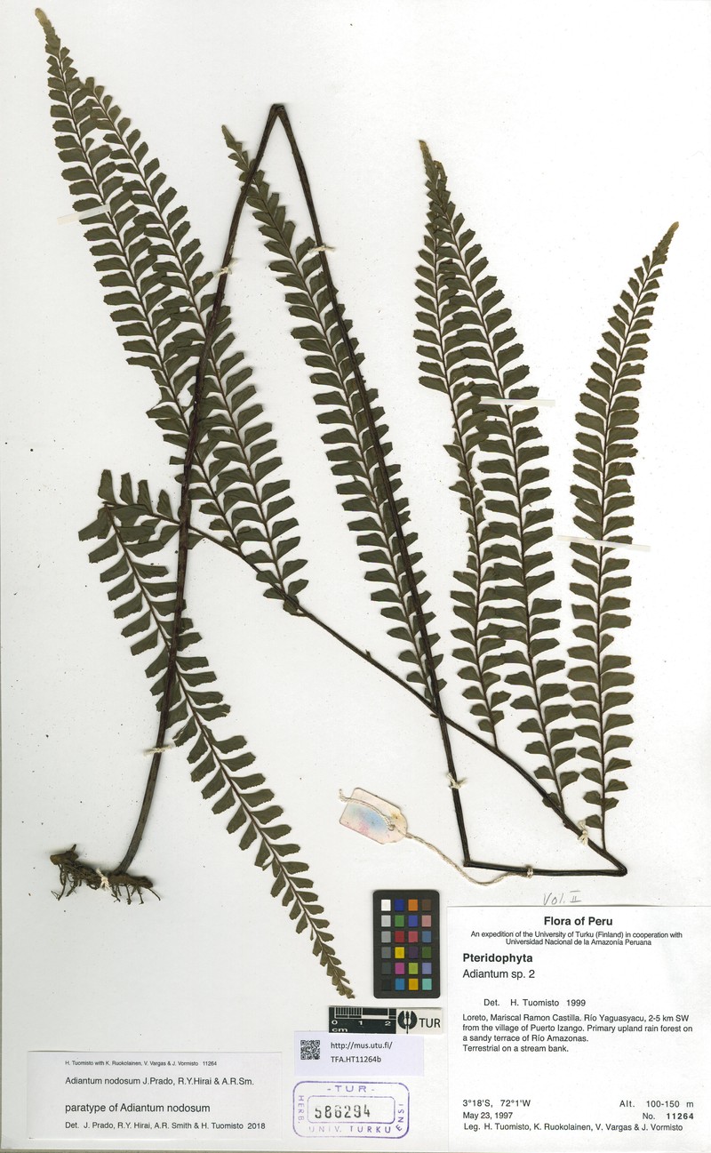 Adiantum nodosum photo 7