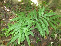 Adiantum novae-caledoniae