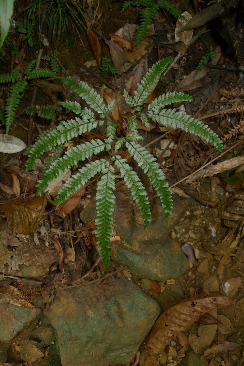 Adiantum novae-caledoniae photo 2