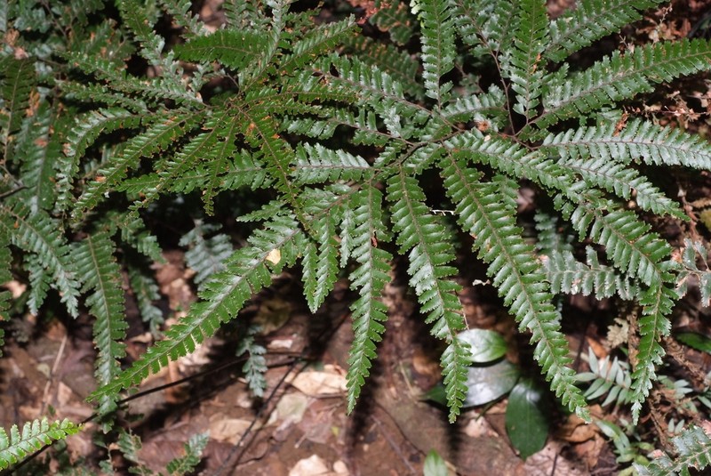 Adiantum novae-caledoniae photo 3
