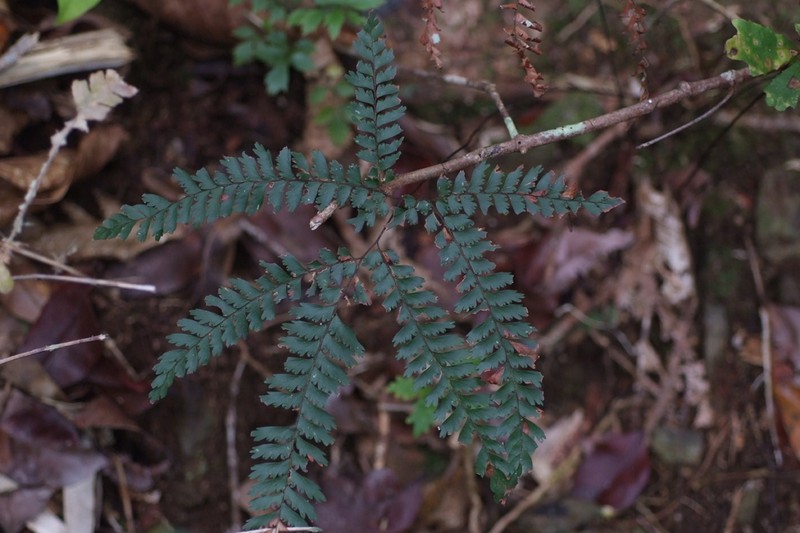 Adiantum novae-caledoniae photo 4