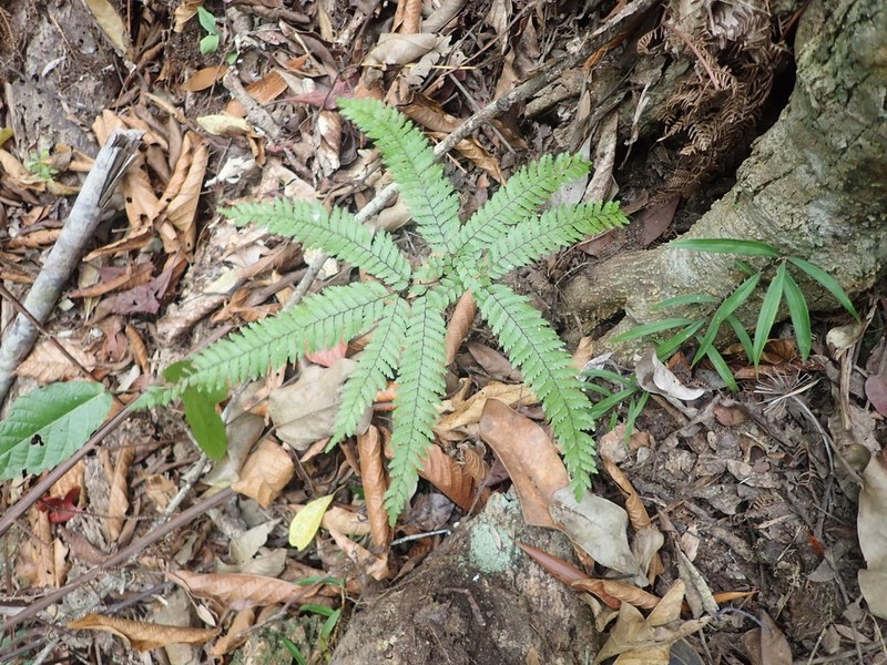 Adiantum novae-caledoniae photo 5