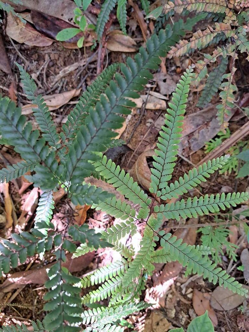 Adiantum novae-caledoniae photo 6