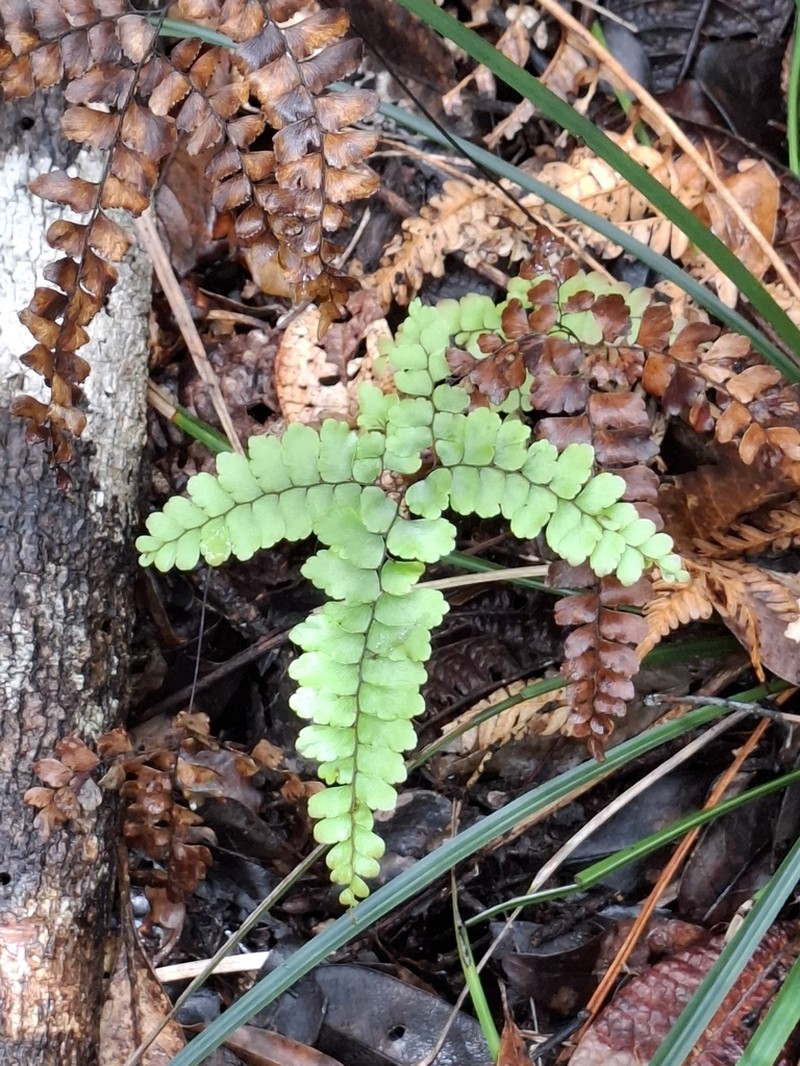 Adiantum novae-caledoniae photo 7