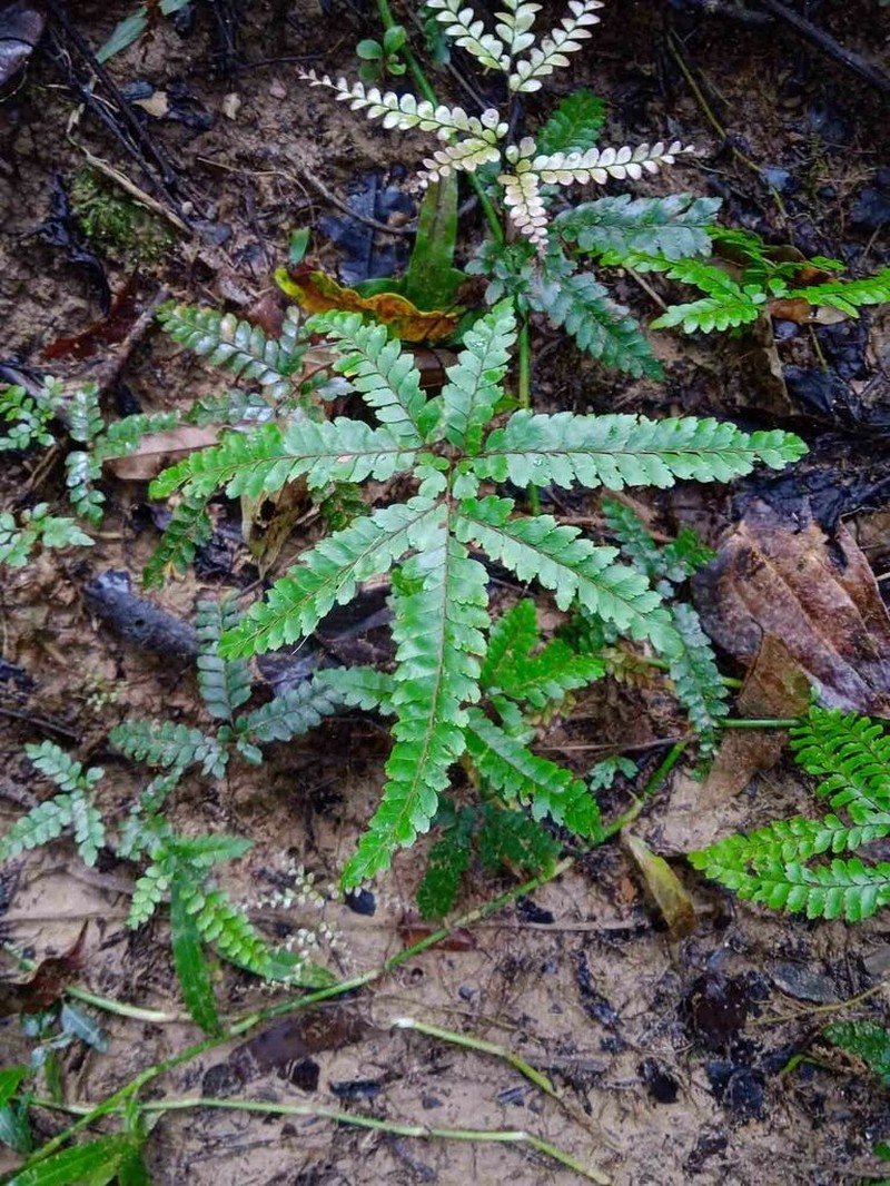 Adiantum novae-caledoniae photo 8