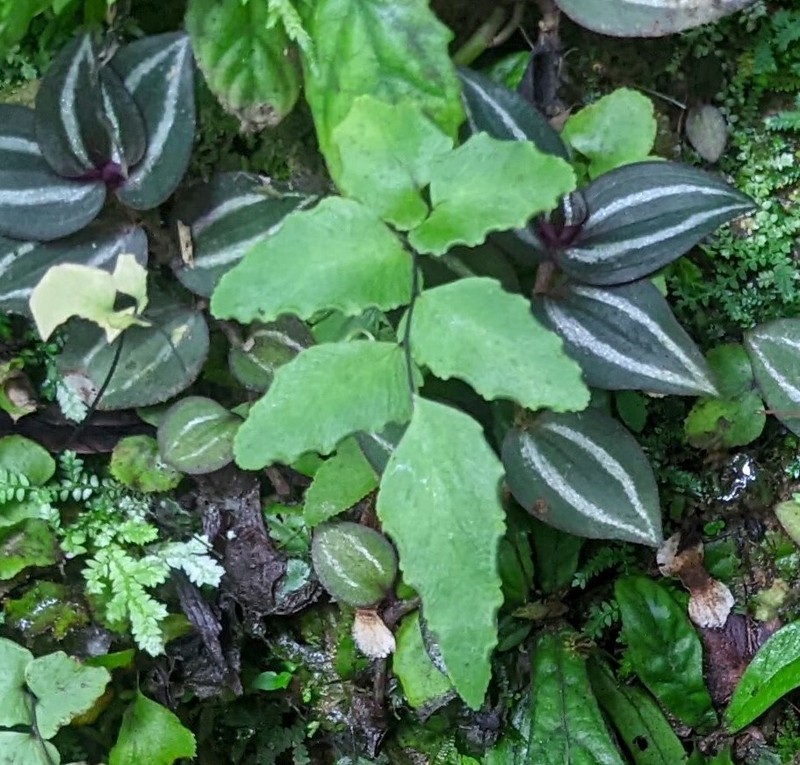 Adiantum nudum photo 2