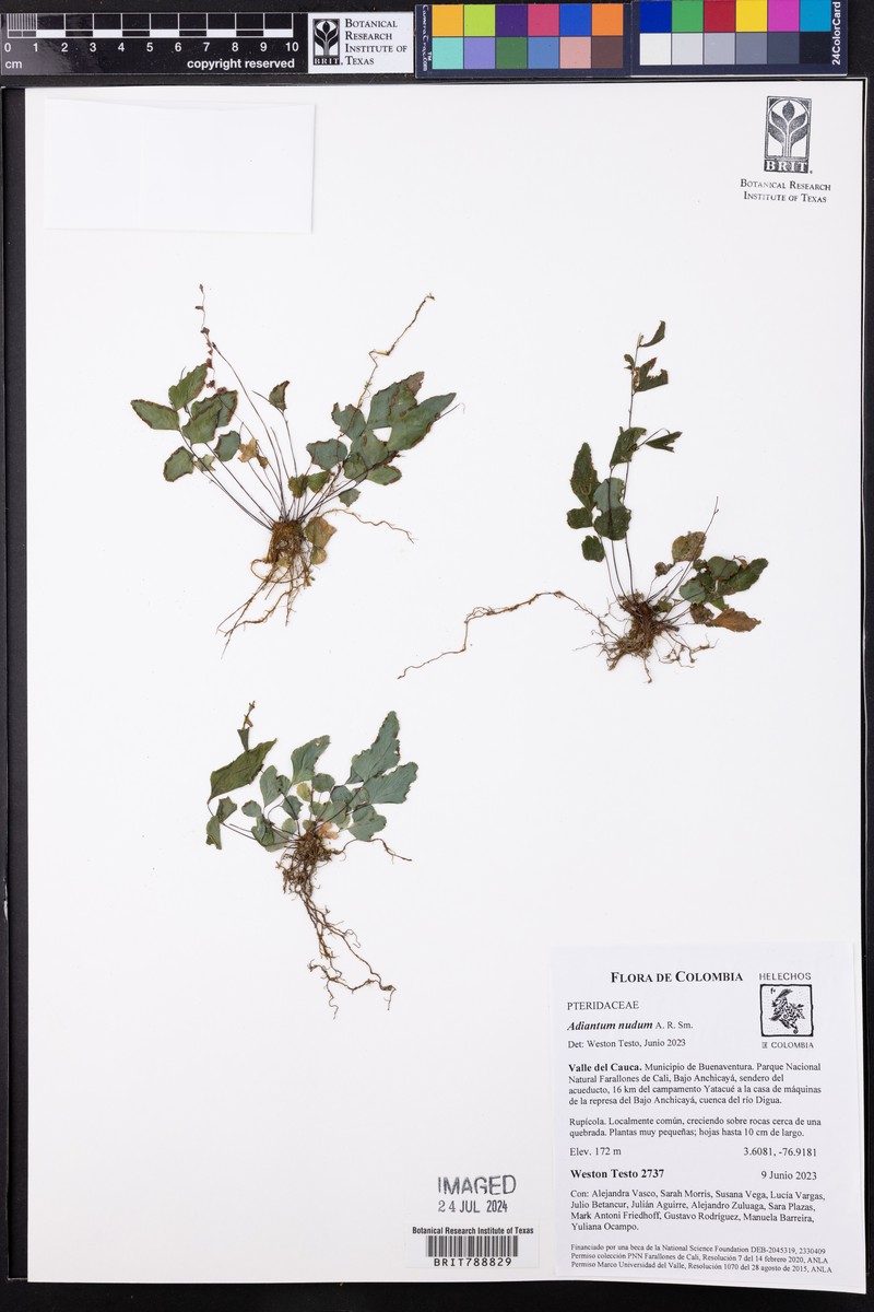 Adiantum nudum photo 3