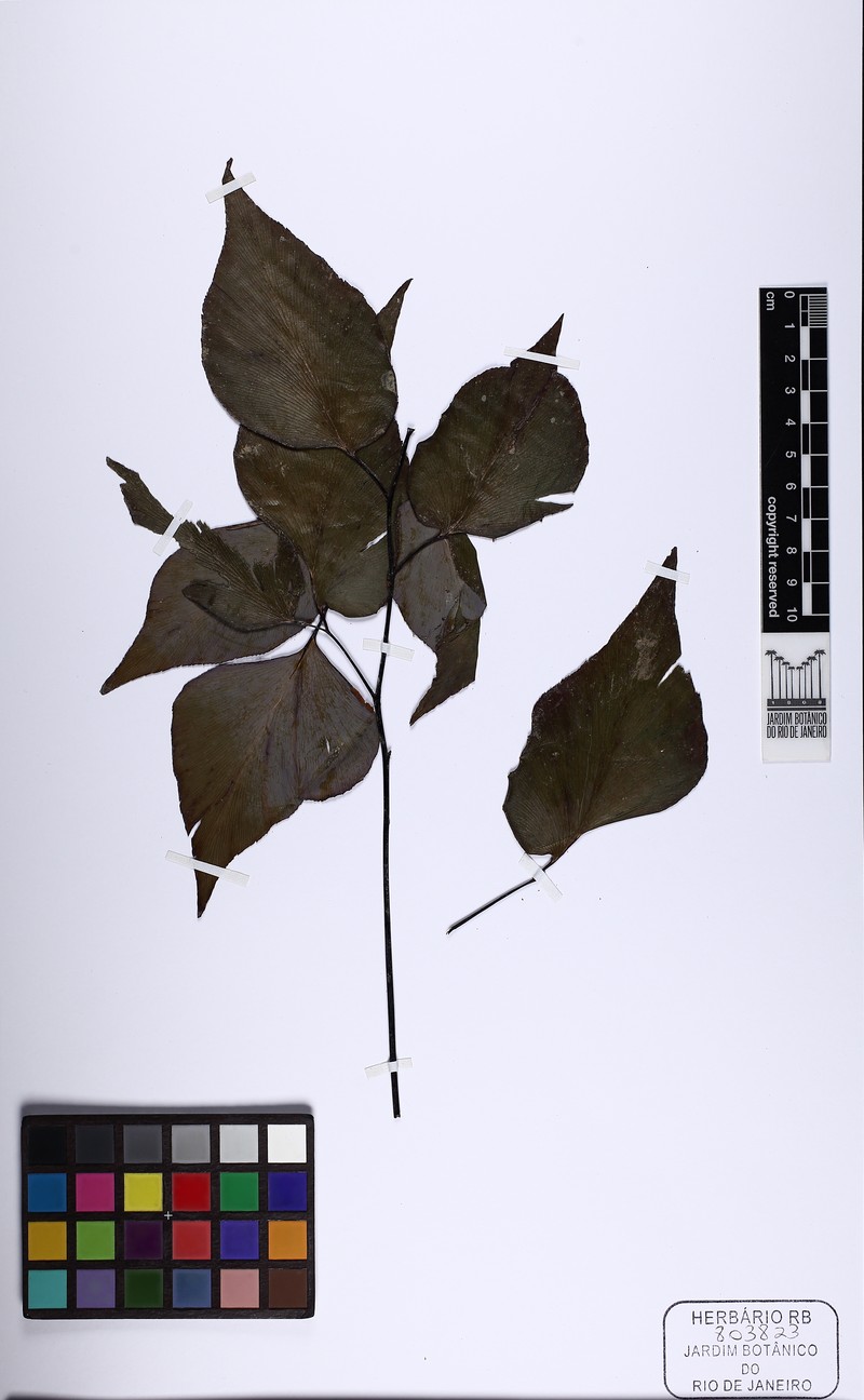 Adiantum nudum photo 4