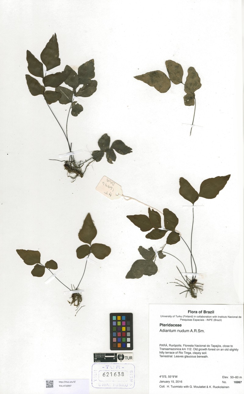 Adiantum nudum photo 5