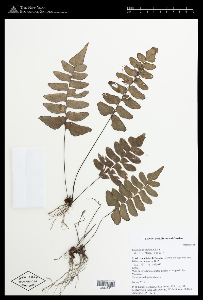 Adiantum nudum photo 6