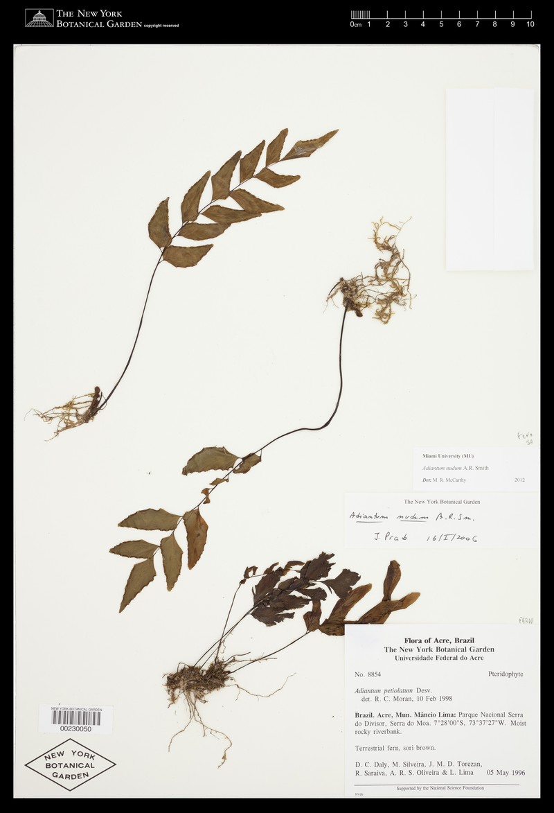 Adiantum nudum photo 7