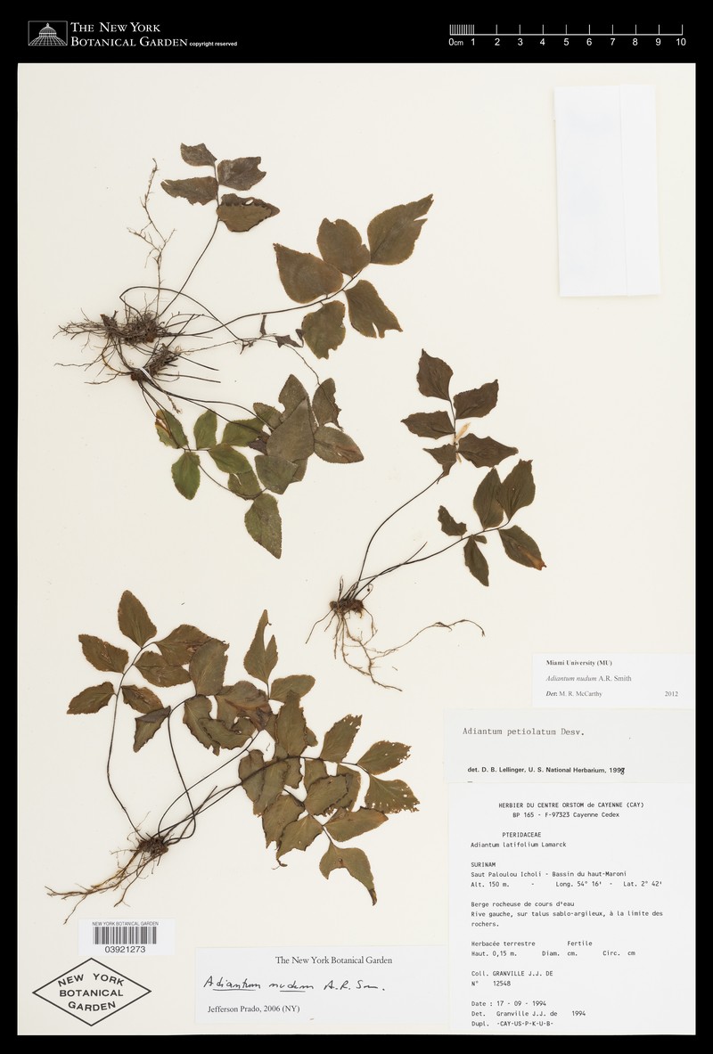Adiantum nudum photo 8