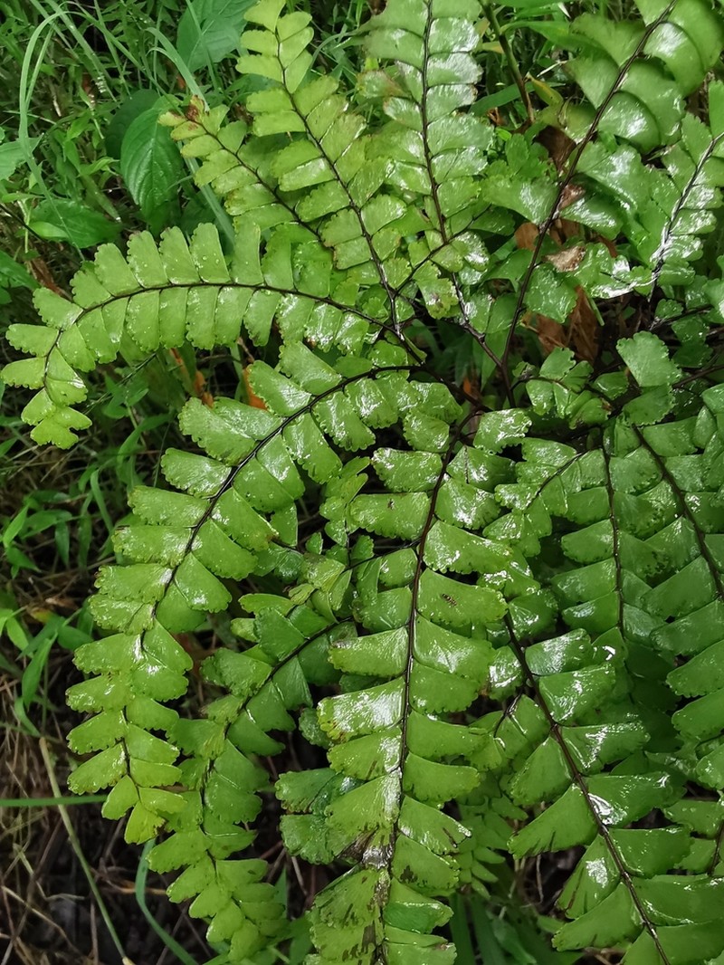 Adiantum oatesii