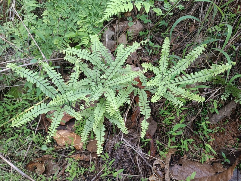 Adiantum oatesii photo 2