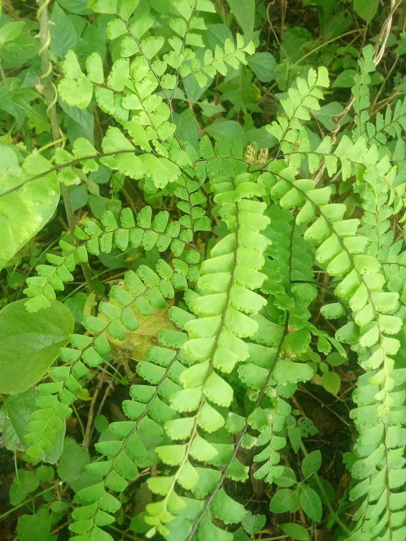 Adiantum oatesii photo 3