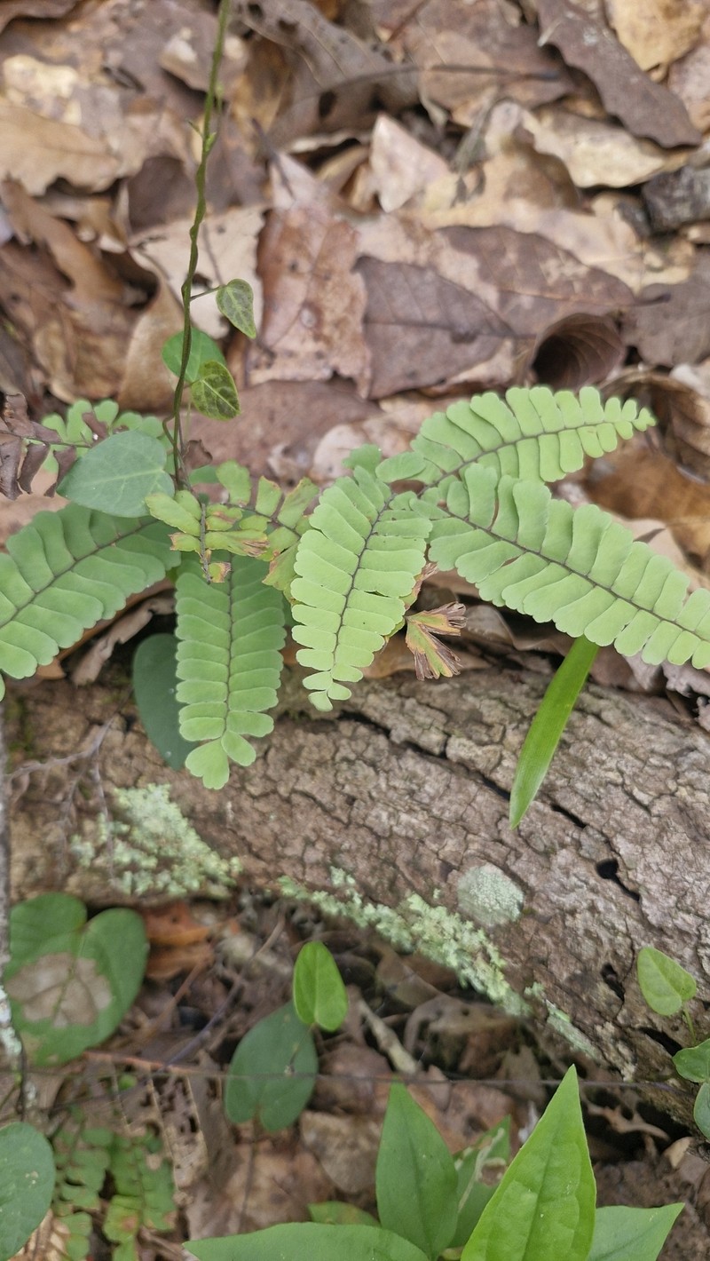 Adiantum oatesii photo 4
