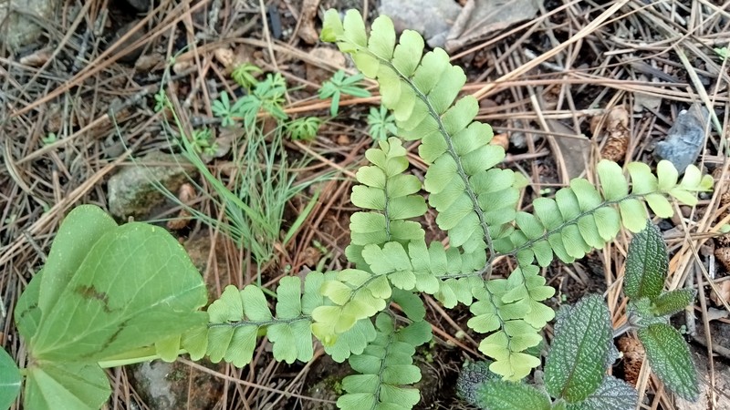 Adiantum oatesii photo 5