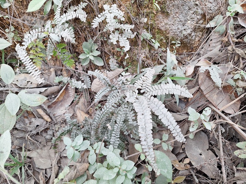 Adiantum oatesii photo 6