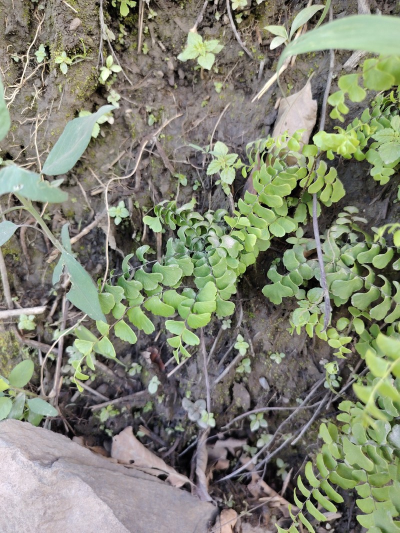 Adiantum oatesii photo 7