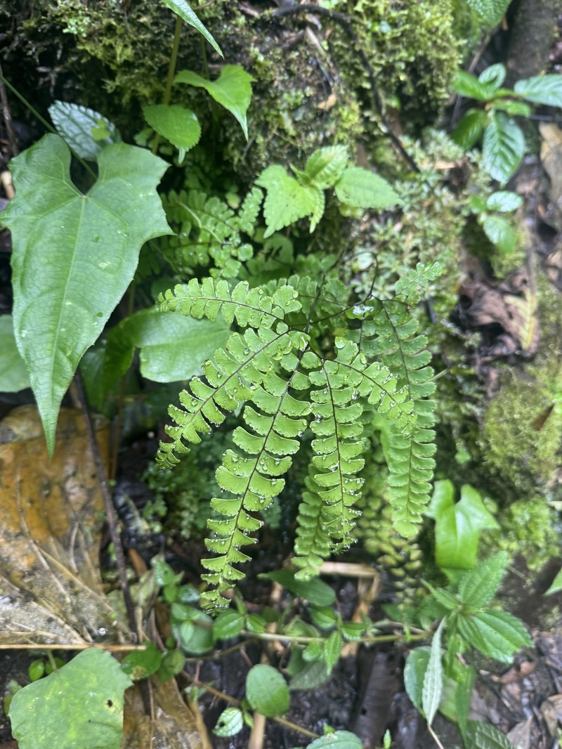 Adiantum oatesii photo 8