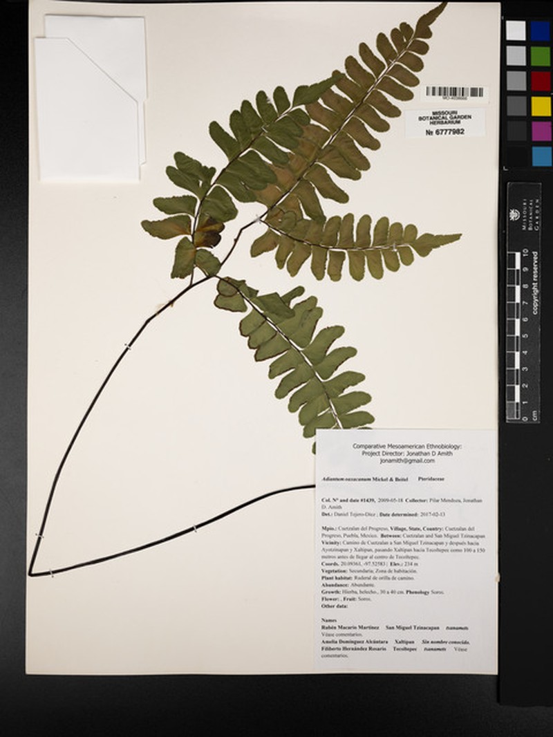 Adiantum oaxacanum