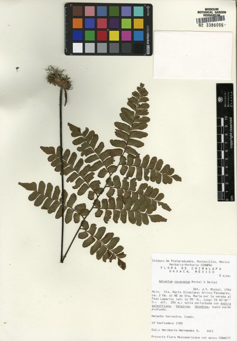 Adiantum oaxacanum photo 2