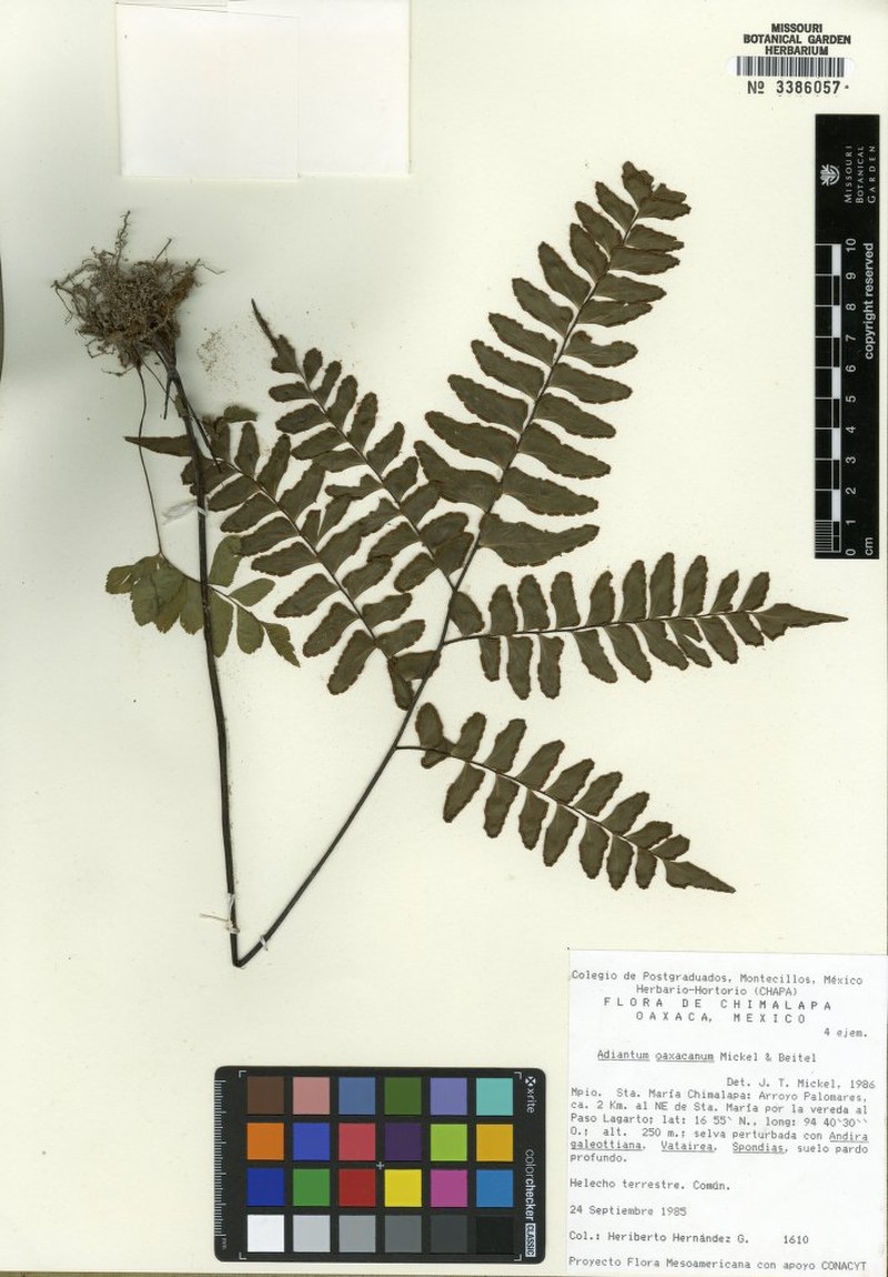 Adiantum oaxacanum photo 3