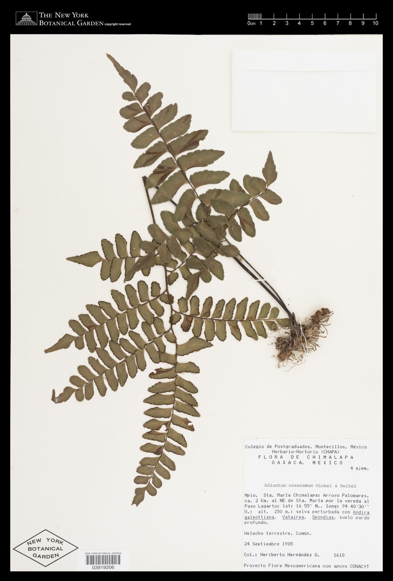 Adiantum oaxacanum photo 4