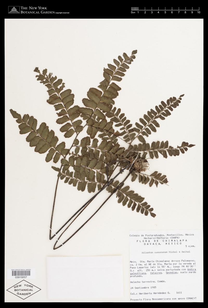 Adiantum oaxacanum photo 5