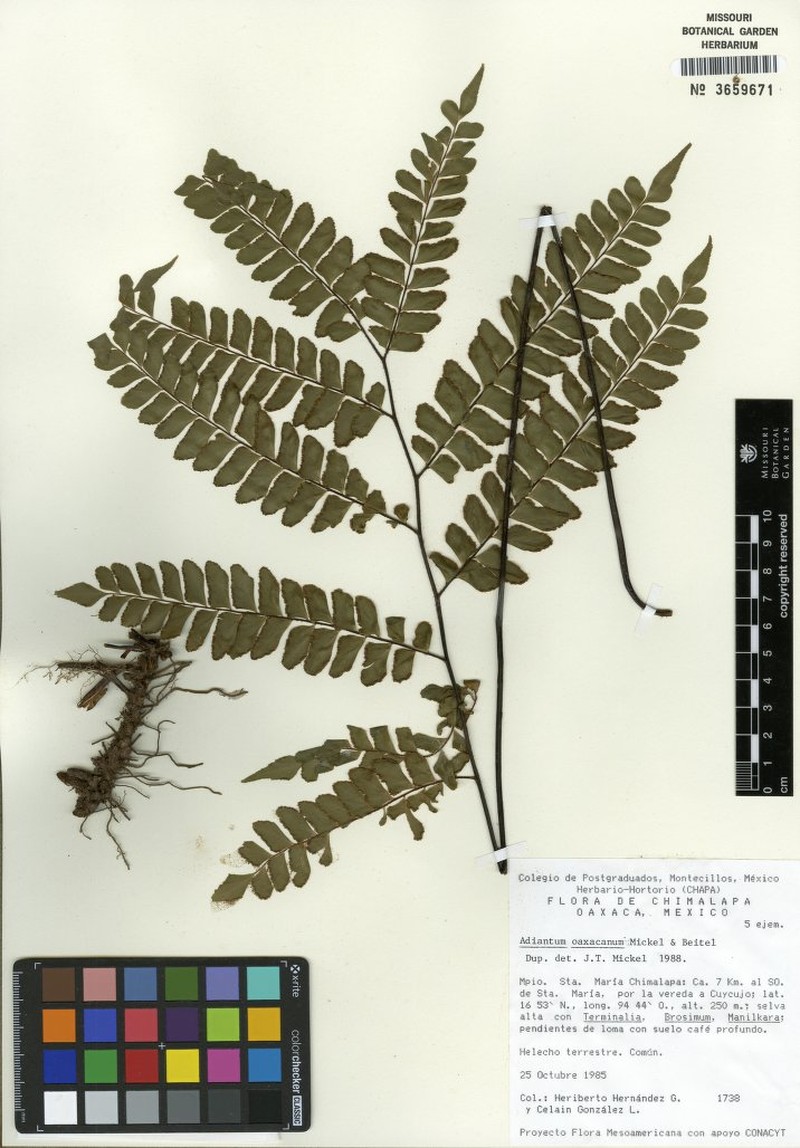 Adiantum oaxacanum photo 6