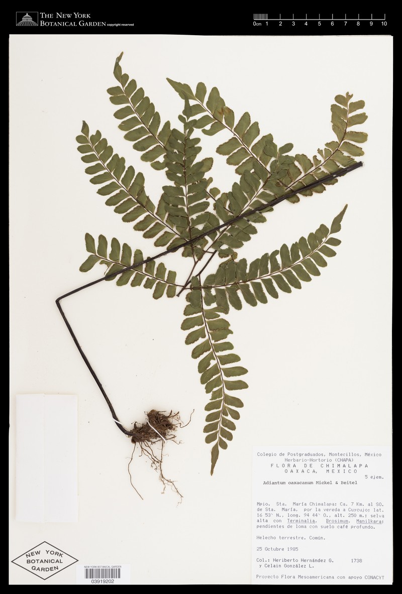 Adiantum oaxacanum photo 7